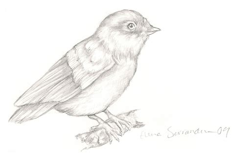 bird drawing  eleihna  deviantart