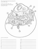Coloring Cell Animal Askabiologist Pages Asu Edu Biology Biologist Ask Science Worksheet Worksheets Anatomy Activities Life Neuron Themed Kids sketch template
