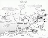 Oxygen Cycle sketch template