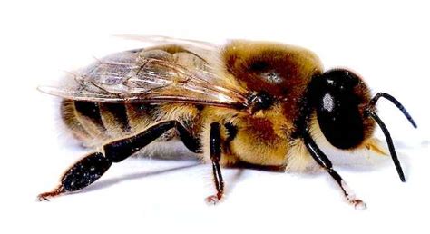 types  bees honey bees drone bees types  bees