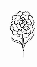 Outline Flower Coloring Carnation Svg Drawing Pixabay Tag Visit Svgsilh Info Lily Tiger sketch template