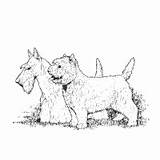 Coloring Dog Surfnetkids Pages Breed Animals Scottish Terrier Colouring sketch template
