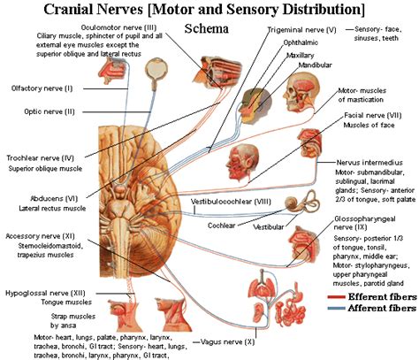 important nerves in the body and what they do northeast spine and