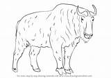 Takin Drawing Draw Step Animals Drawingtutorials101 Tutorials Wild sketch template