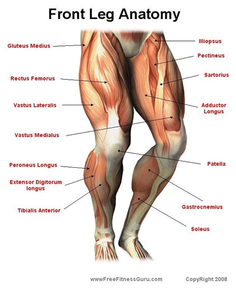 freefitnessguru front leg anatomy