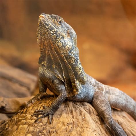 frilled lizard  stock photo public domain pictures