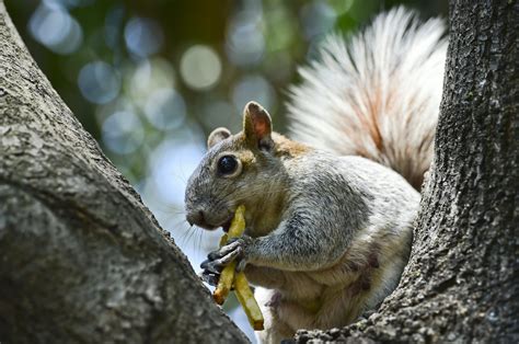 prince charles backs plan  sterilise grey squirrels  nutella