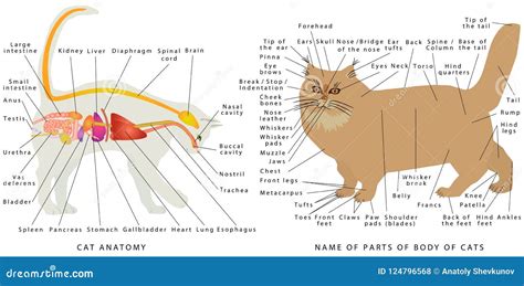 cat anatomy stock vector illustration  science treatment