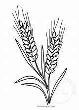 Wheat Coloring Grain Template Whole Symbol sketch template