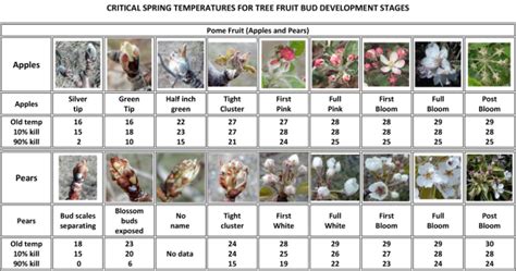 Picture Table Of Critical Spring Temperatures For Tree Fruit Bud