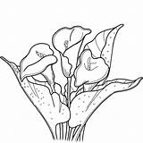 Calla Lily Coloring Lilies Pages Printable Drawing Supercoloring Flowers Categories sketch template