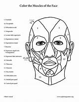 Muscles Face Coloring Anatomy Muscle Pages Expression Facial Color Printable Template Book Male Print Pdf Getcolorings sketch template