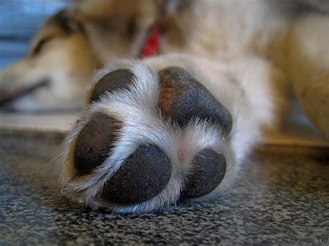 dog licking  paws mad paws blog