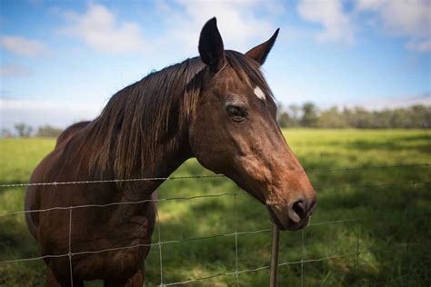 list  foods  horses     eat