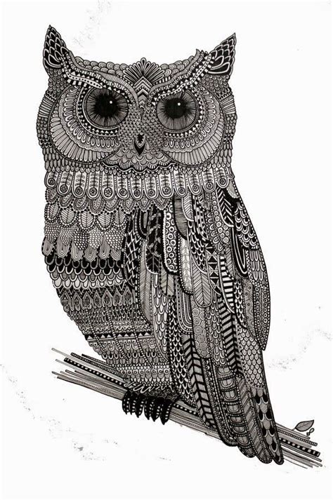 owl illustration owl illustration art