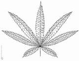 Leaf Cannabis Weed Marijuana Getcolorings sketch template