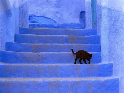 cats from chefchaouen {morocco} traveling cats travel
