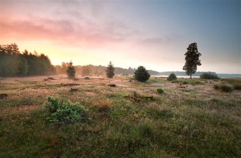 nationaal park dwingelderveld natuur omgeving brinkhotel zuidlaren nederland