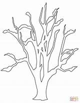 Mewarnai Pohon Drzewo Hojas Sin Tanaman Sketsa Putih Baum Kolorowanka Zimowe Kontur Jahe Branches Liści Rysunek Dibujo Kartun Ausmalbild Alberi sketch template