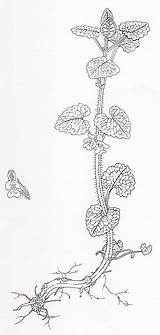 Hederacea Glechoma Ivy Ground Drawing sketch template
