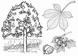 Coloring Chestnut Tree Pages sketch template