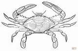 Crab Crabs Select sketch template