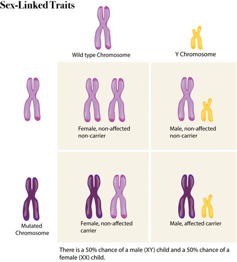 6 12 Sex Chromosomes – The Evolution And Biology Of Sex