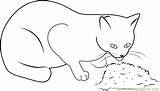 Cat Coloring Eating Food Pages Coloringpages101 Cats Animals sketch template