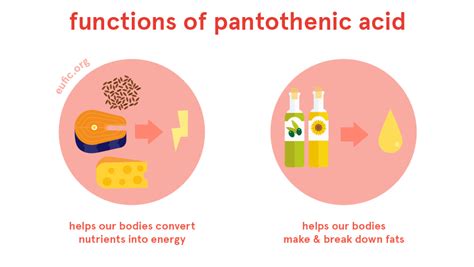 Pantothenic Acid Vitamin B5 Foods Functions How Much Do You Need