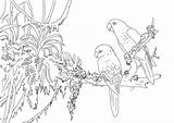 Colouring Conures Parrot sketch template