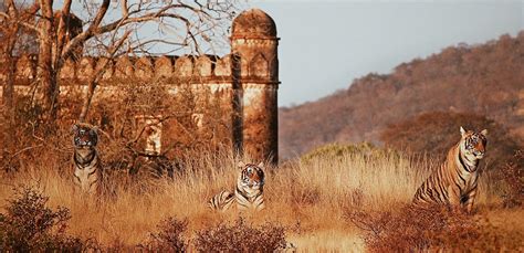 picture  ranthambore national park   raige