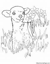 Lamb Easter Coloring Pages sketch template