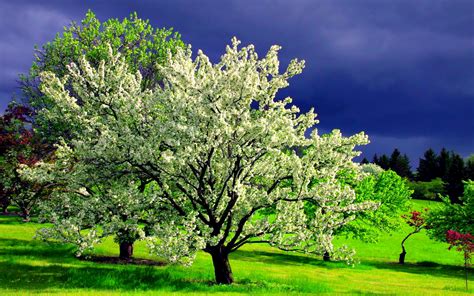dream spring  spring tree wallpapers hd wallpapers