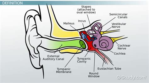 vestibular system definition anatomy function video lesson