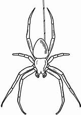 Spinne Ragni Widow Ragno Insect Aranhas Malvorlage Ausmalbilder Colorir Arachnid Spinnennetz Imprimir sketch template