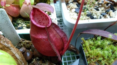 hooray plants   nepenthes