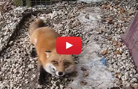 What A Cutie Watch This And You Ll Understand Why This Fox Is Named