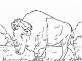 Bison Coloring Buffalo Long Beared Pages Getcolorings Colorings sketch template