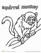 Squirrel Designlooter sketch template