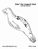 Seal Leopard Coloring Pages Print Guam Elephant Kids Vector Color Getdrawings Exploringnature sketch template