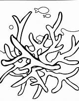 Coral Reef Coloring Pages Drawing Barrier Great Color Print Underwater Reefs Line Kids Seaweed Animals Plants Animal Template Draw Sheets sketch template