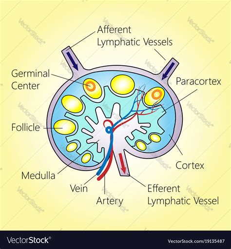 lymph node structure royalty  vector image