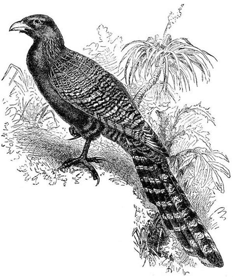 pheasant cuckoo bird coloring pages coloring sky bird coloring