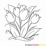 Tulpen Malvorlage Malvorlagen Erstaunlich Frisch Tulips Malvorlagenkostenlos sketch template