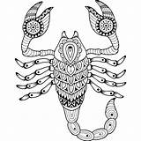 Scorpio Scorpion Scorpione Zodiac Vettore Adulto Siluetta Segno Zodiaco Isolata Sott sketch template
