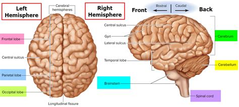 human brain anatomy  function cerebrum brainstem