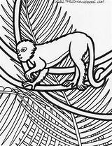 Rainforest Plants Monkey Coloringhome Snake Printables Getcolorings Preschool Toucan sketch template
