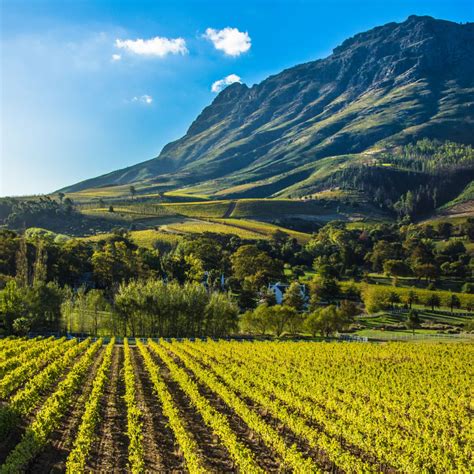 stellenbosch wine tasting guide   taste savored journeys