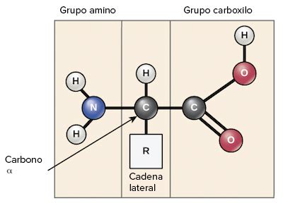 proteinas  aminoacidos tartas mijheka