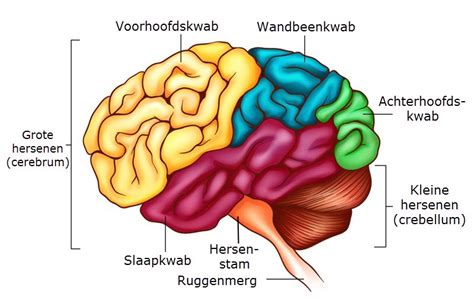 anatomie van de hersenen slingeland ziekenhuis